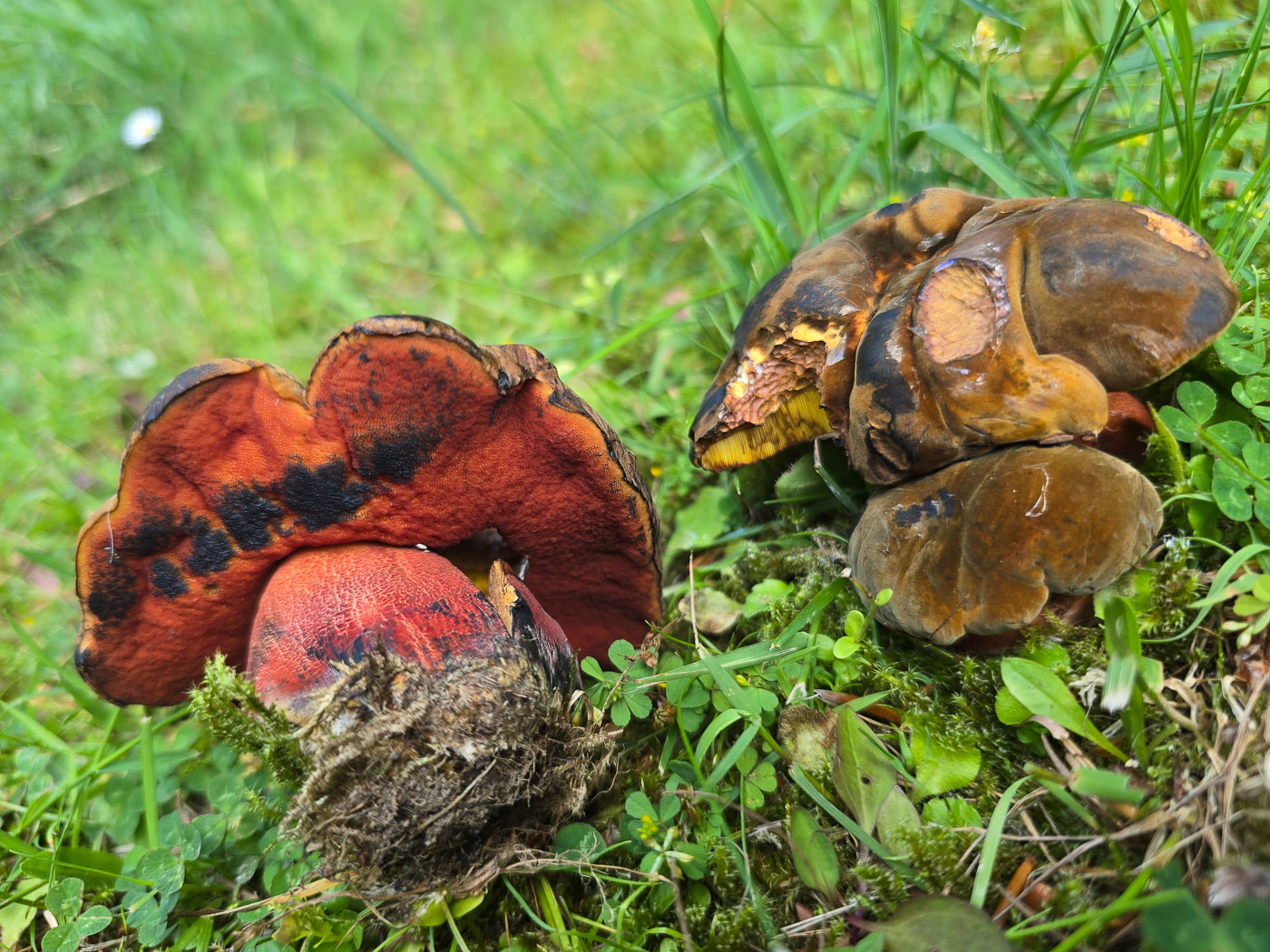 Photo © Jesper Launder Neoboletus luridiformis by Jesper Launder